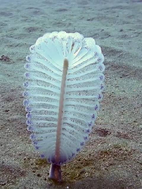 海洋里会发光的羽毛笔,古人拿它当簪子 海鳃,也叫