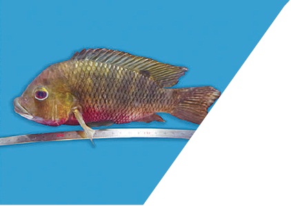 齐式罗非鱼 顾党恩 摄