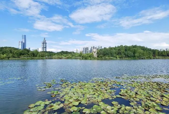 贵州省贵阳市观山湖公园的一处水域.新华社记者向定杰 摄