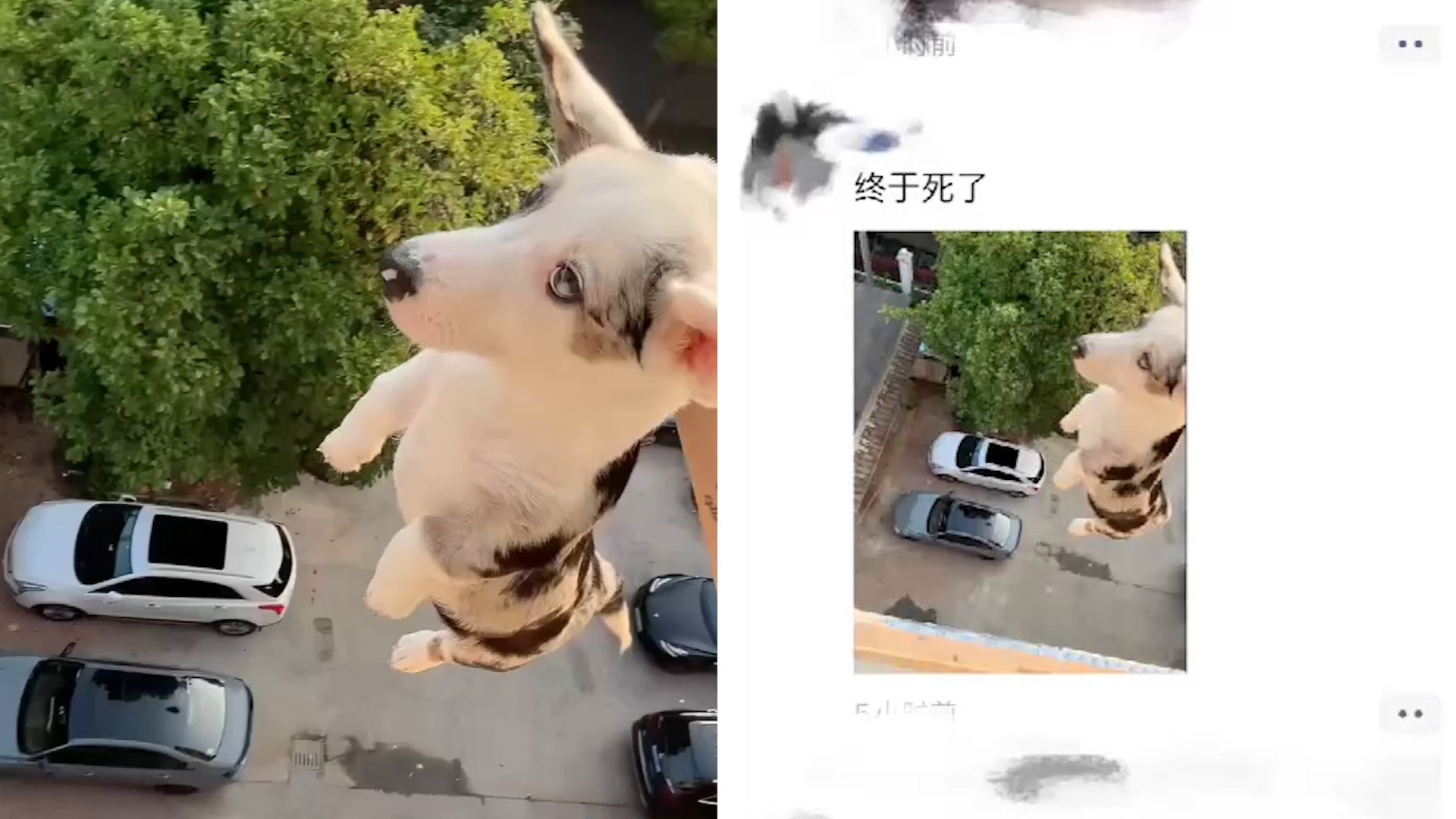男子将小狗从高楼抛下摔死并炫耀，警方通报：已采取刑事强制措施|狗_新浪新闻