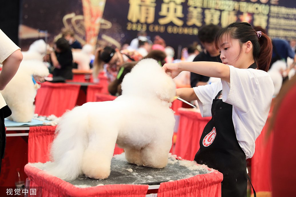 2023年8月16日,上海,第25届亚洲宠物展览会,宠物美容大赛上宠物美容师