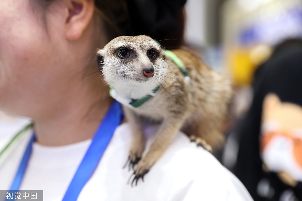 2023年8月16日,上海,第25届亚洲宠物展览会,展会上的狐獴.