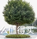 小叶榕树--Ficus microcarpa|小米|根系|叶片|土壤|价值_新浪新闻