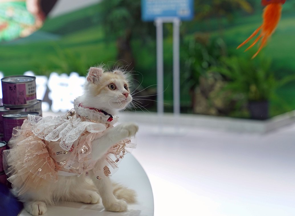 2023年8月16日,上海,在第25届亚洲宠物展览会上拍摄的宠物猫.