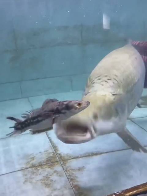 大鱼吃小鱼游戏下载方法 安装教程全攻略