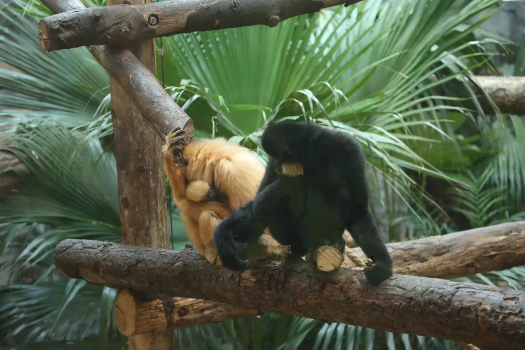 中,我印象最深的当数黄颊长臂猿"黑土"了,因为它是我接收的第一只小猿