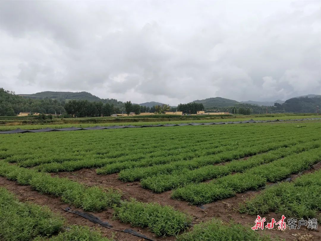 甘肃被确定为《中药材生产质量管理规范》监督实施示范省|甘肃省_新浪