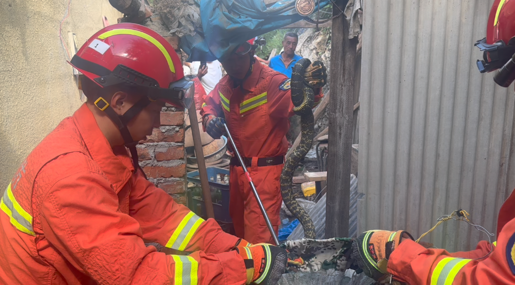 在居民家中,民宿,超市等地,北京怀柔消防今夏抓蛇40多条|消防_新浪