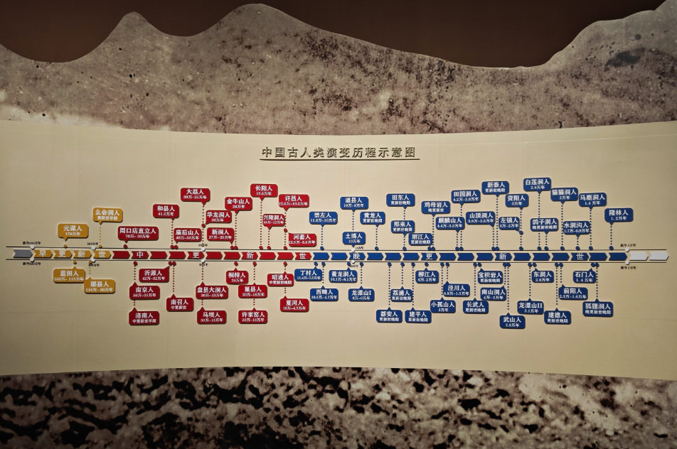 中国古人类演变历程示意图