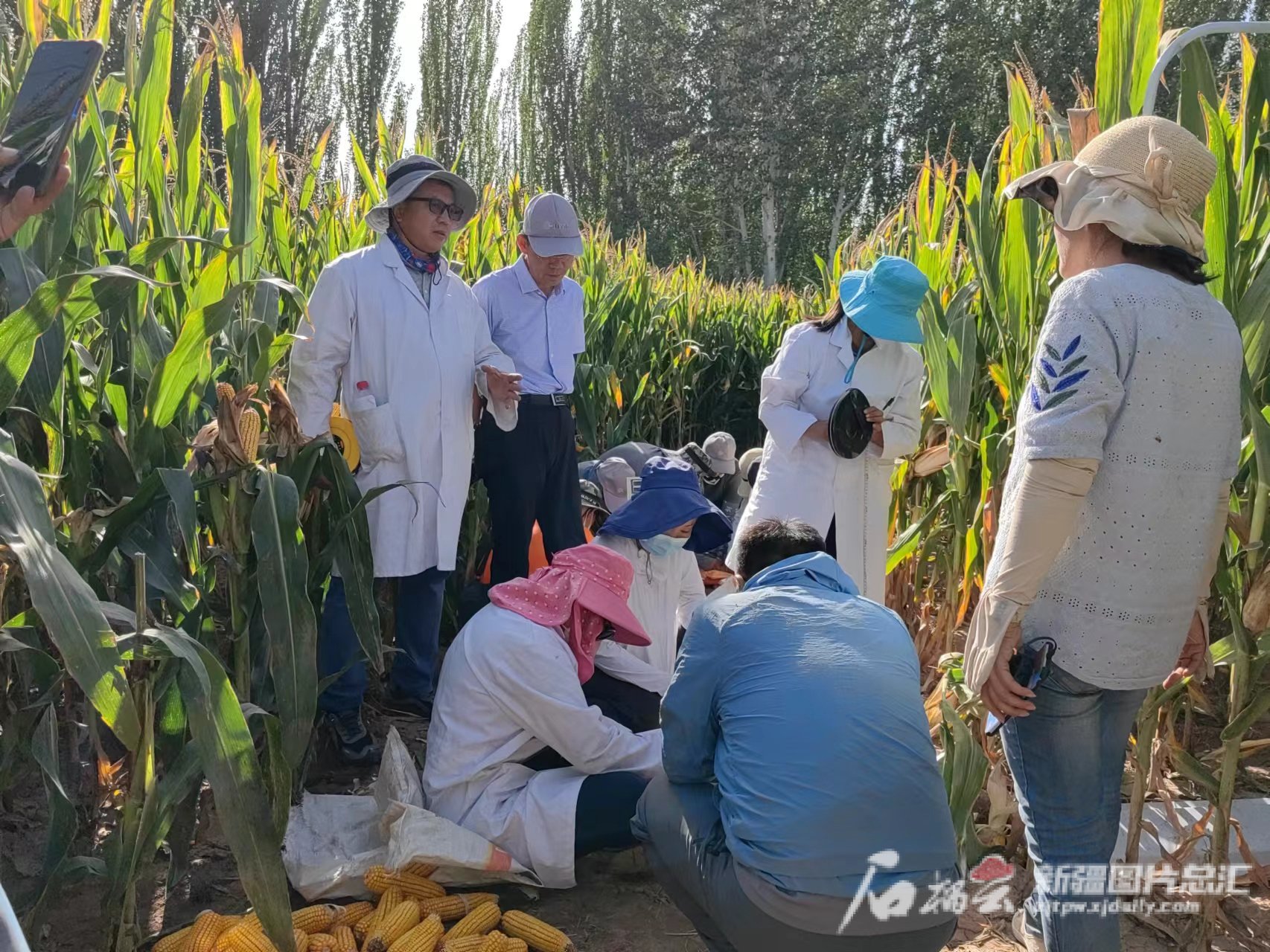 摄据介绍,此次测产的4个玉米品种为"新玉108""九圣禾2468""登海8883"