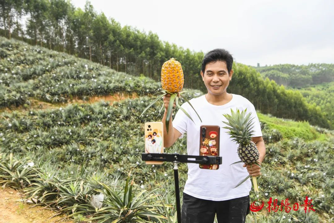 聚焦百千万工程 | "菠萝哥"带火"圆墩菠萝"|农产品_新浪财经_新浪网