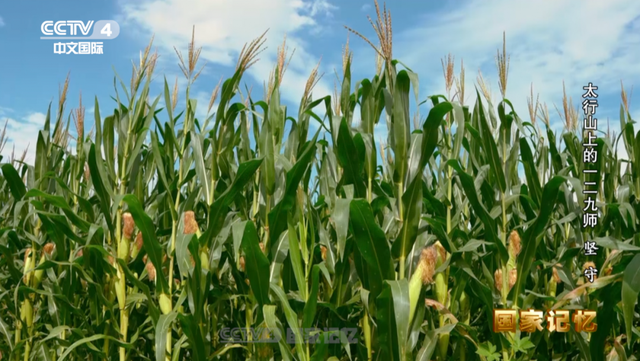 图:金皇后玉米