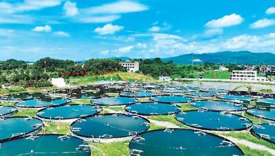 安徽省黄山市歙县棠樾村陆基鳜鱼养殖基地. 樊成柱摄