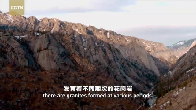 阿勒泰有多少狼