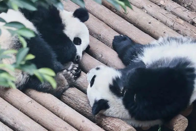 两只亚成年熊猫面对面小憩中.中青校媒记者,中国传媒大学 王茜/摄