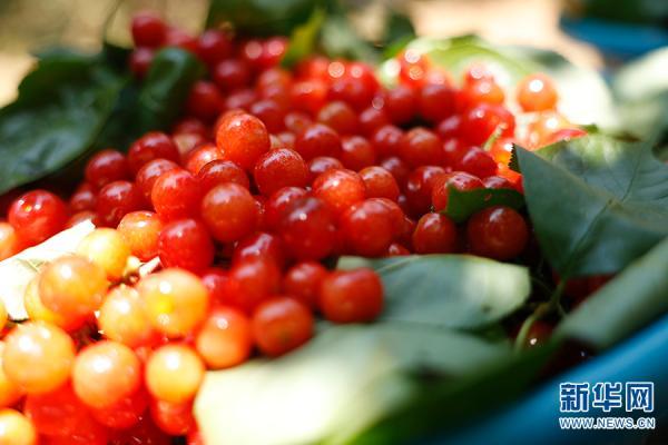 昆明市富民县赤鹫镇的樱桃颜色红润,口感突出,酸甜适口(4月10日摄).