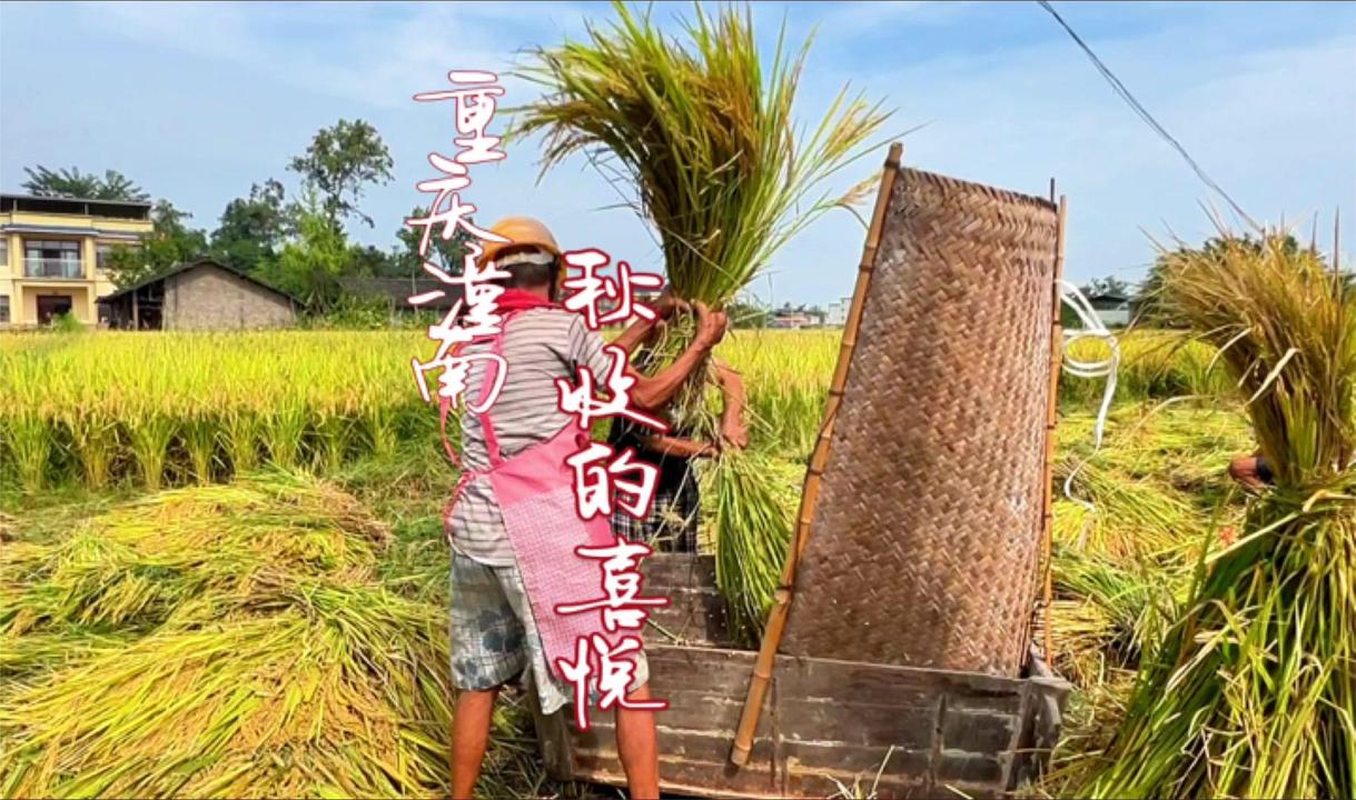 重庆乡村飘稻香,金色大地打谷忙,手工打谷子你们那还有吗?|重庆市_新浪新闻