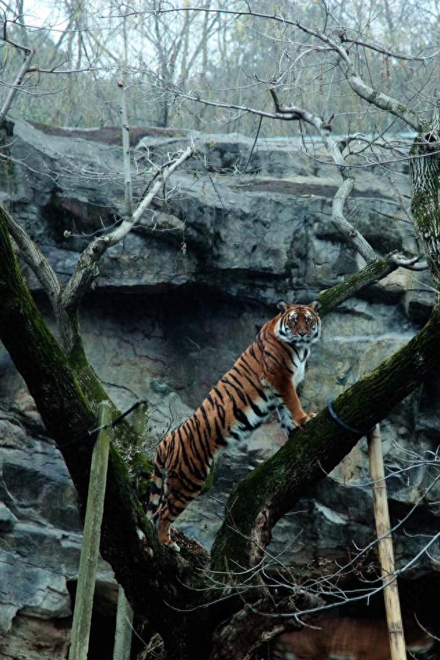 现代虎9个亚种中,巴厘虎,里海虎和爪哇虎彻底灭绝;华南虎野外已无踪迹