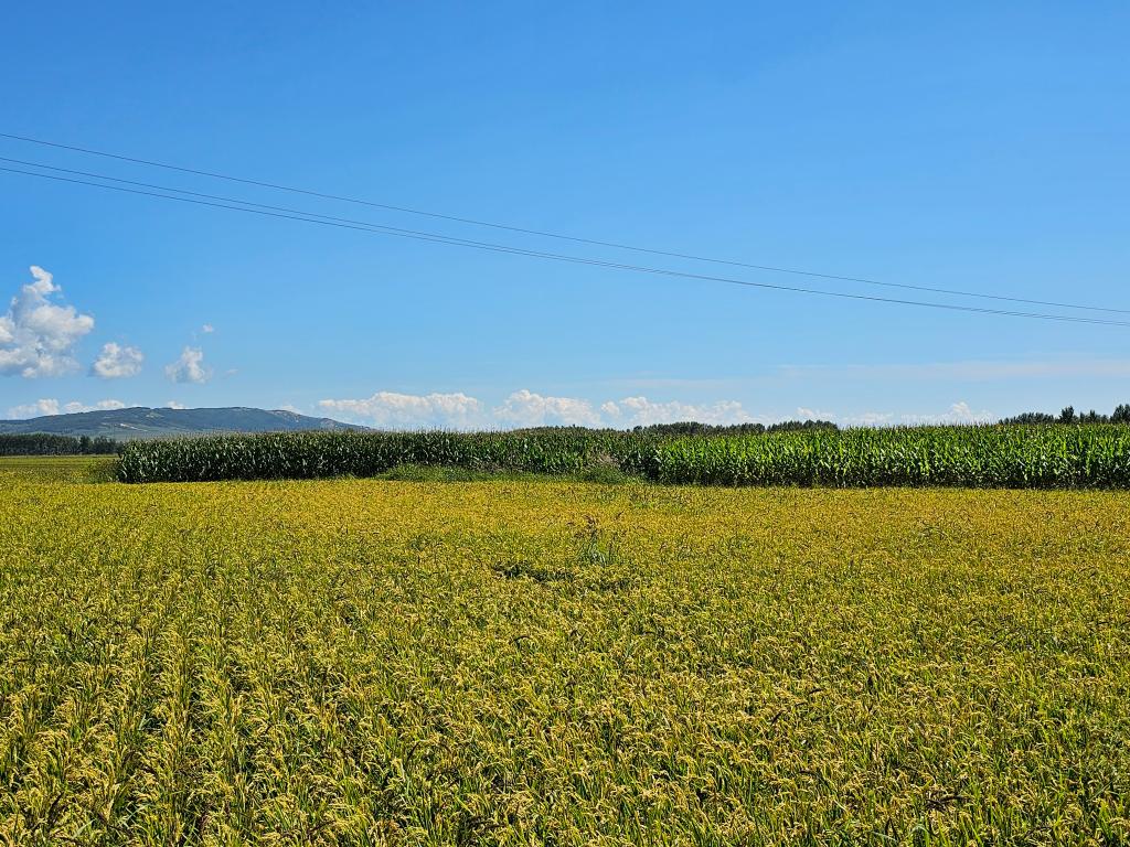 黑龙江省海林市新安朝鲜族镇一处稻田,水稻长势良好.