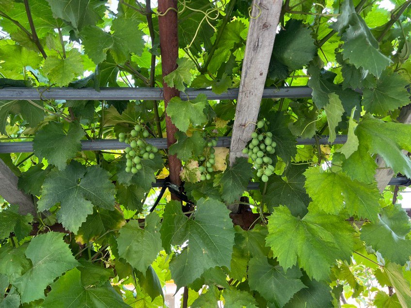 爸爸在院子里搭的葡萄架.