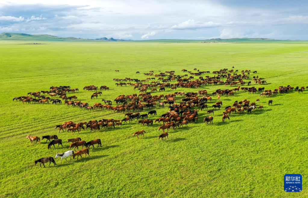 马群在内蒙古草原上奔跑(无人机照片).新华社记者 连振 摄