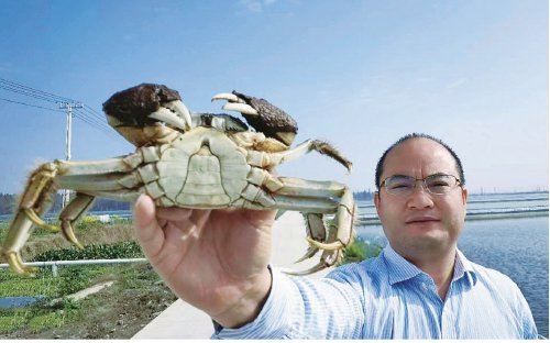 　　张定东教授在江苏华海种业科技有限公司基地开展种蟹选留工作。　资料图