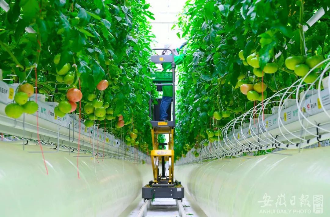 工人踩着轨道车为番茄修枝、疏果。程兆 摄