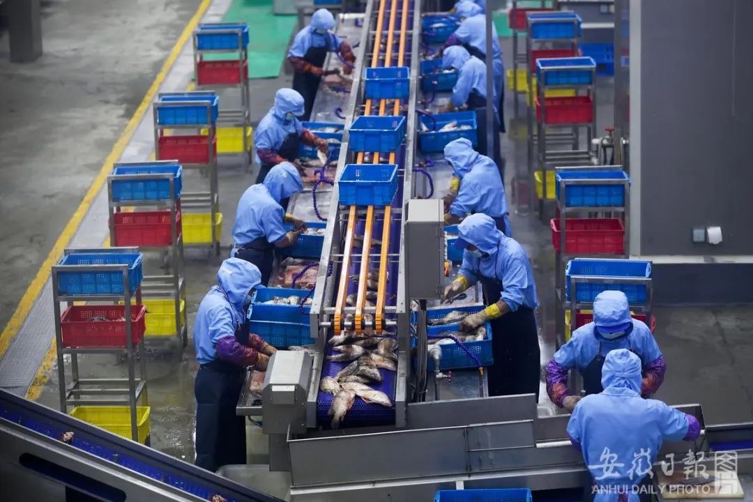 工作人员在生产线上加工臭鳜鱼。樊成柱 摄