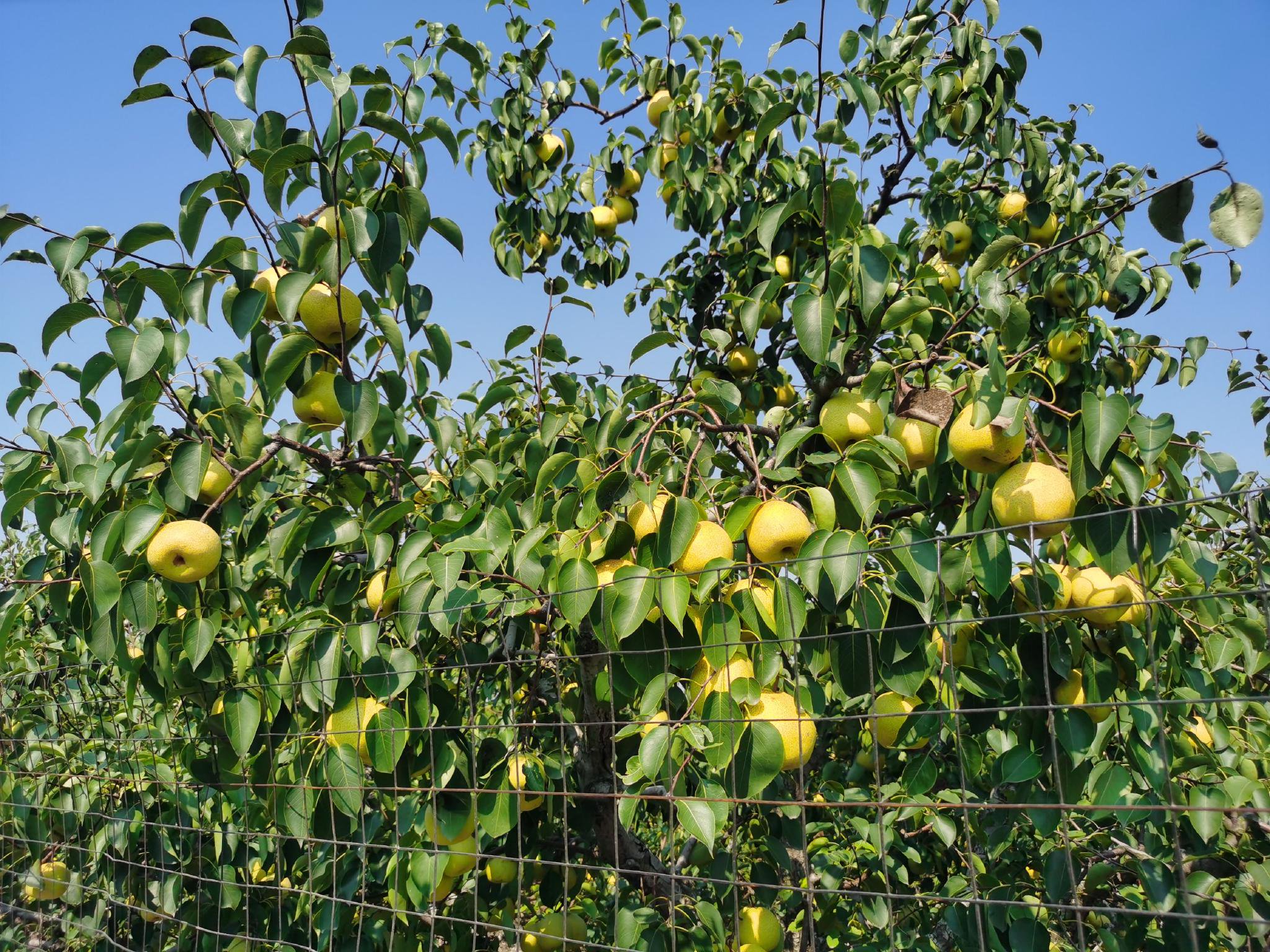 河南省兰考县惠安街道何寨村的梨园.科技日报记者 刘园园 摄