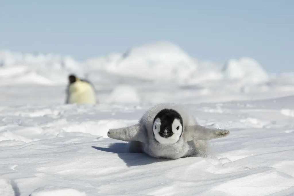 南极洲,一只6周大的帝企鹅享受在冰上玩耍的时光,用肚皮向摄影师