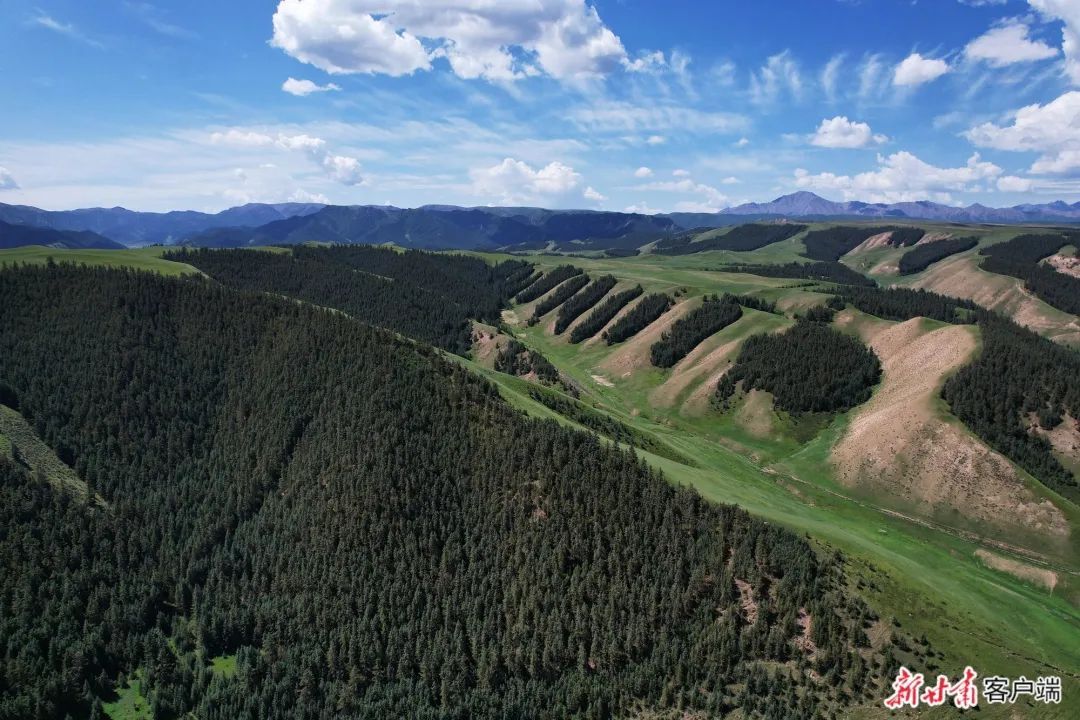 肃南县康乐草原"九排松".新甘肃·甘肃日报记者 侯洪建 摄