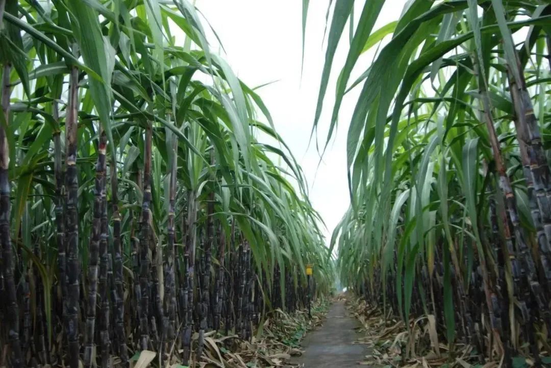 四川这些农产品又"出圈"啦|农产品_新浪财经_新浪网