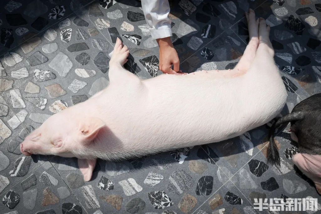 一只小猪在享受抚摸