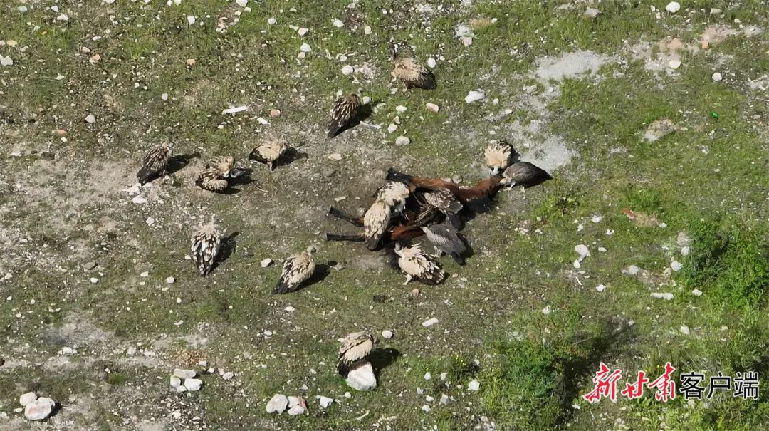 高山兀鹫分食动物尸体。