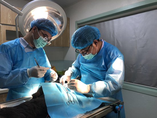 &nbsp;&nbsp;&nbsp;&nbsp;吴赛(右一)正在和同事给一只宠物狗做手术.