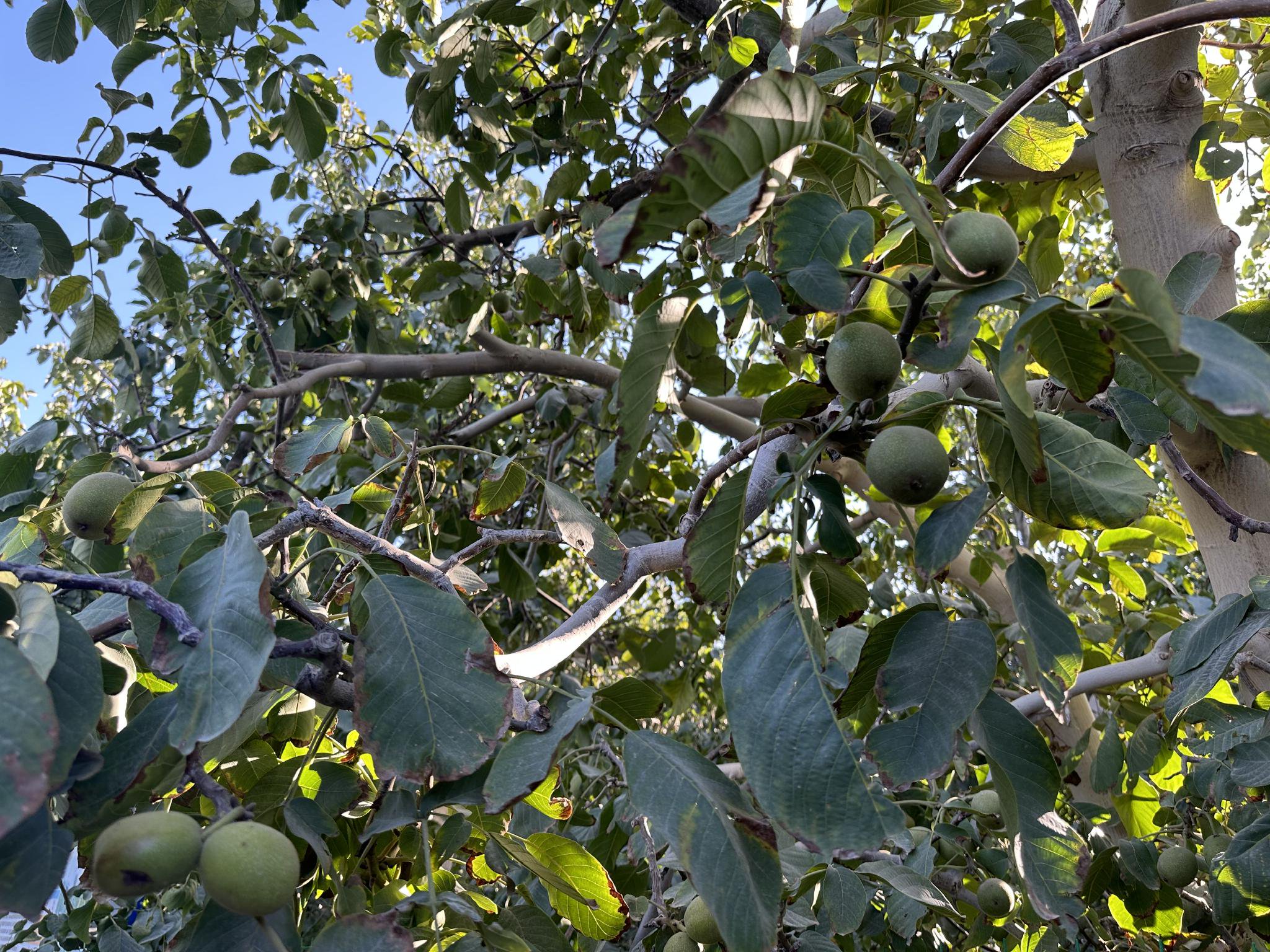 专家来当地培训,"与其闲着在家打牌,不如把大家组织起来学习农技知识