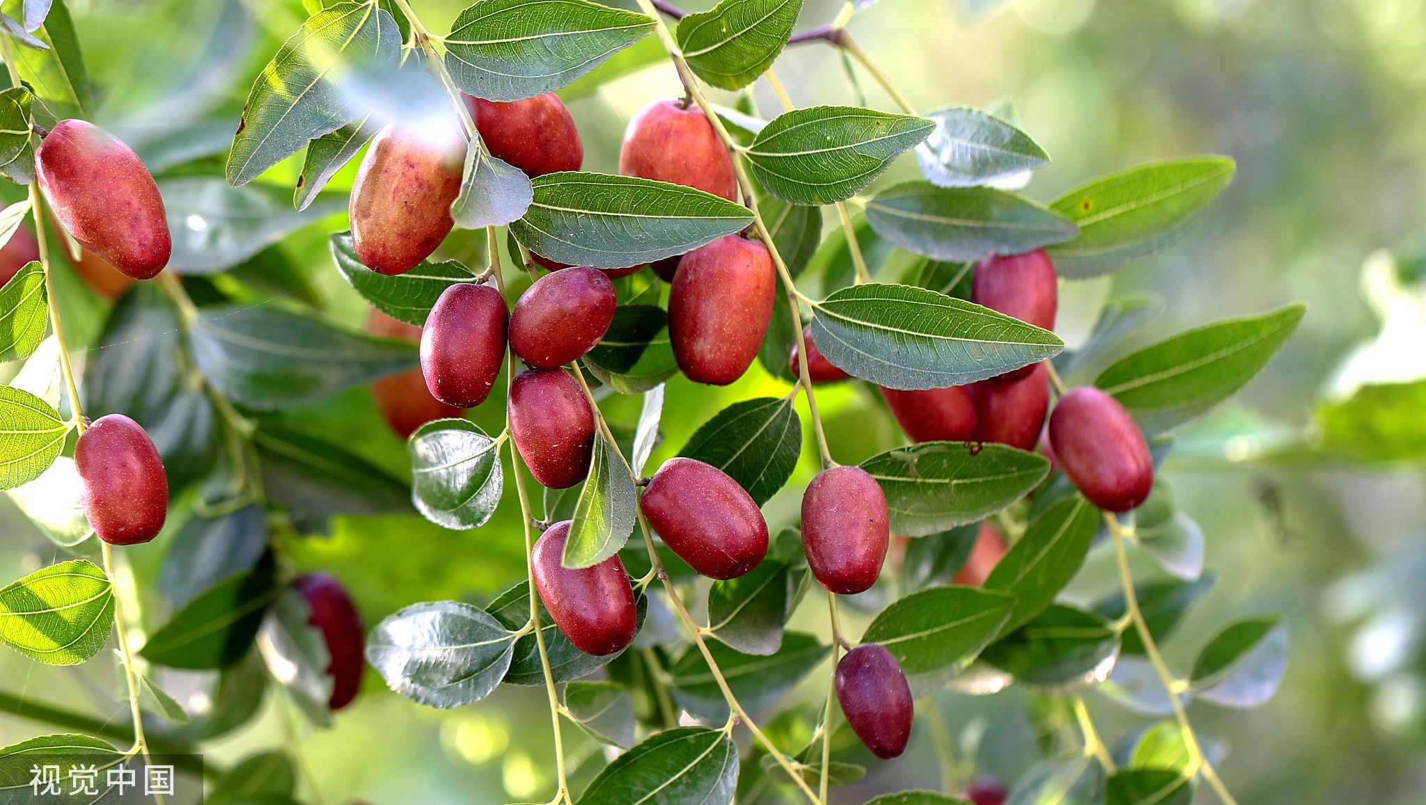 时令风物|庭前八月梨枣熟|杜甫_新浪财经_新浪网