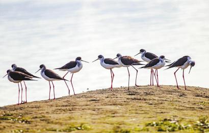 这个夏天 或有245种鸟类在成都"安家"|成都市_新浪财经_新浪网