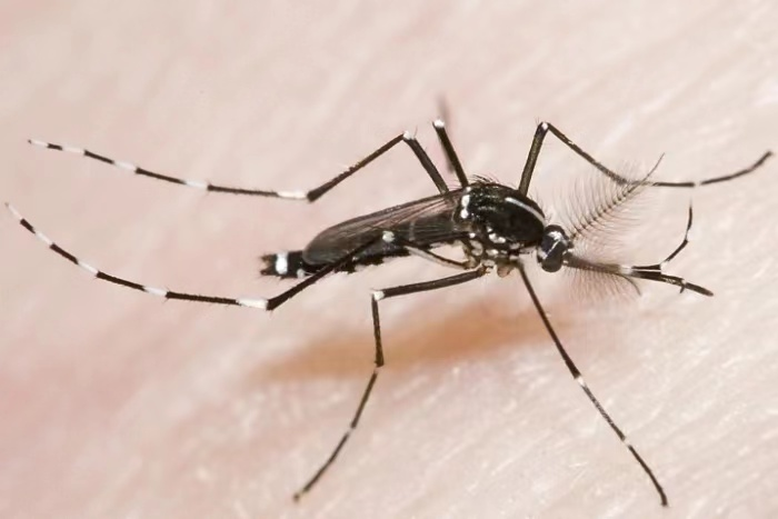 新浪汽车>汽车看点>自媒体>正文>▲ 白纹伊蚊,又称花斑蚊③识别伊蚊