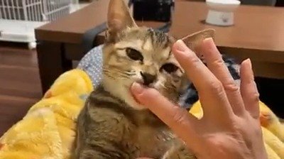 吸猫你见多了，但给猫吸你见过吗？|吸猫|猫_新浪新闻
