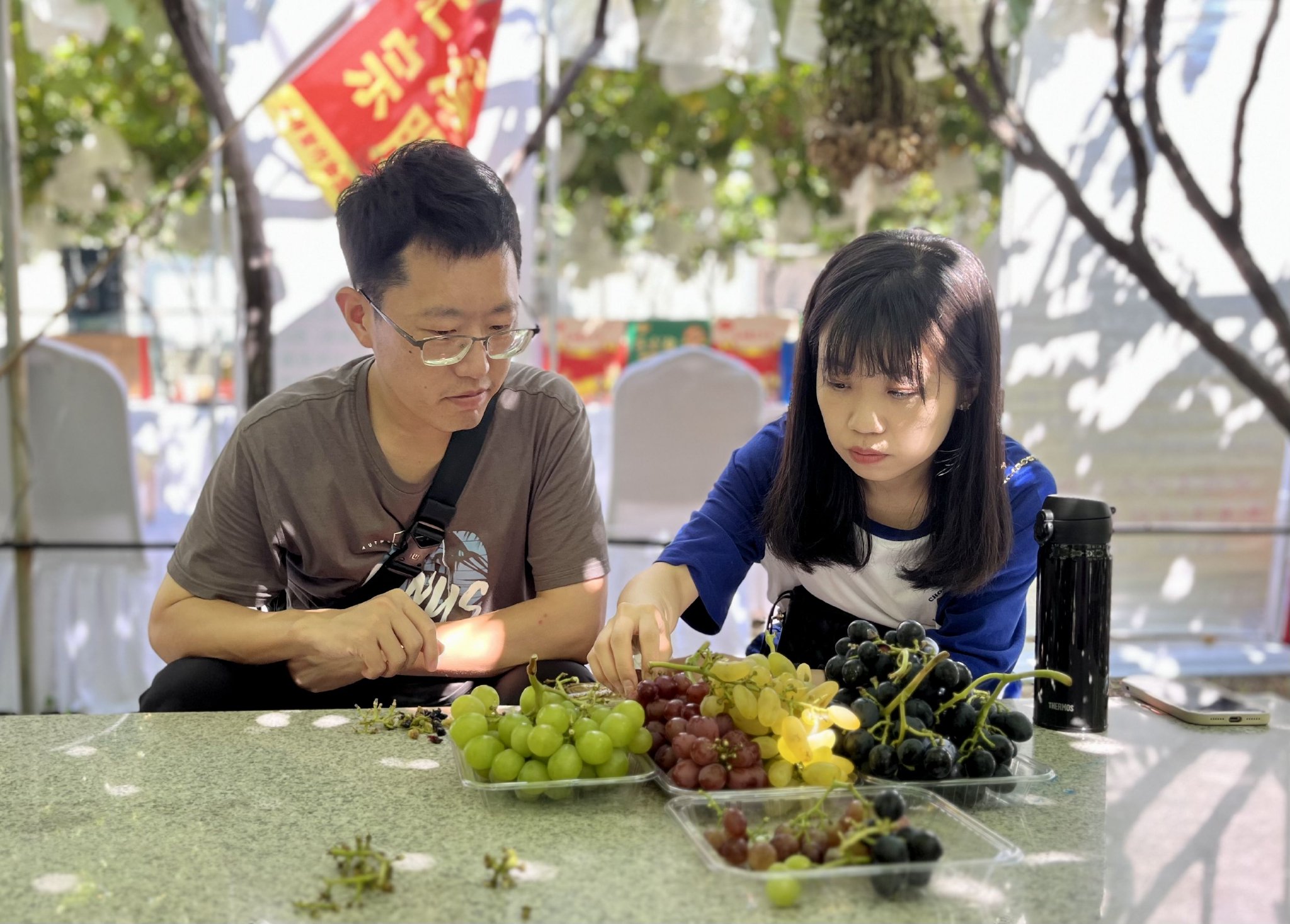 青岛平度:第37届大泽山葡萄节开幕