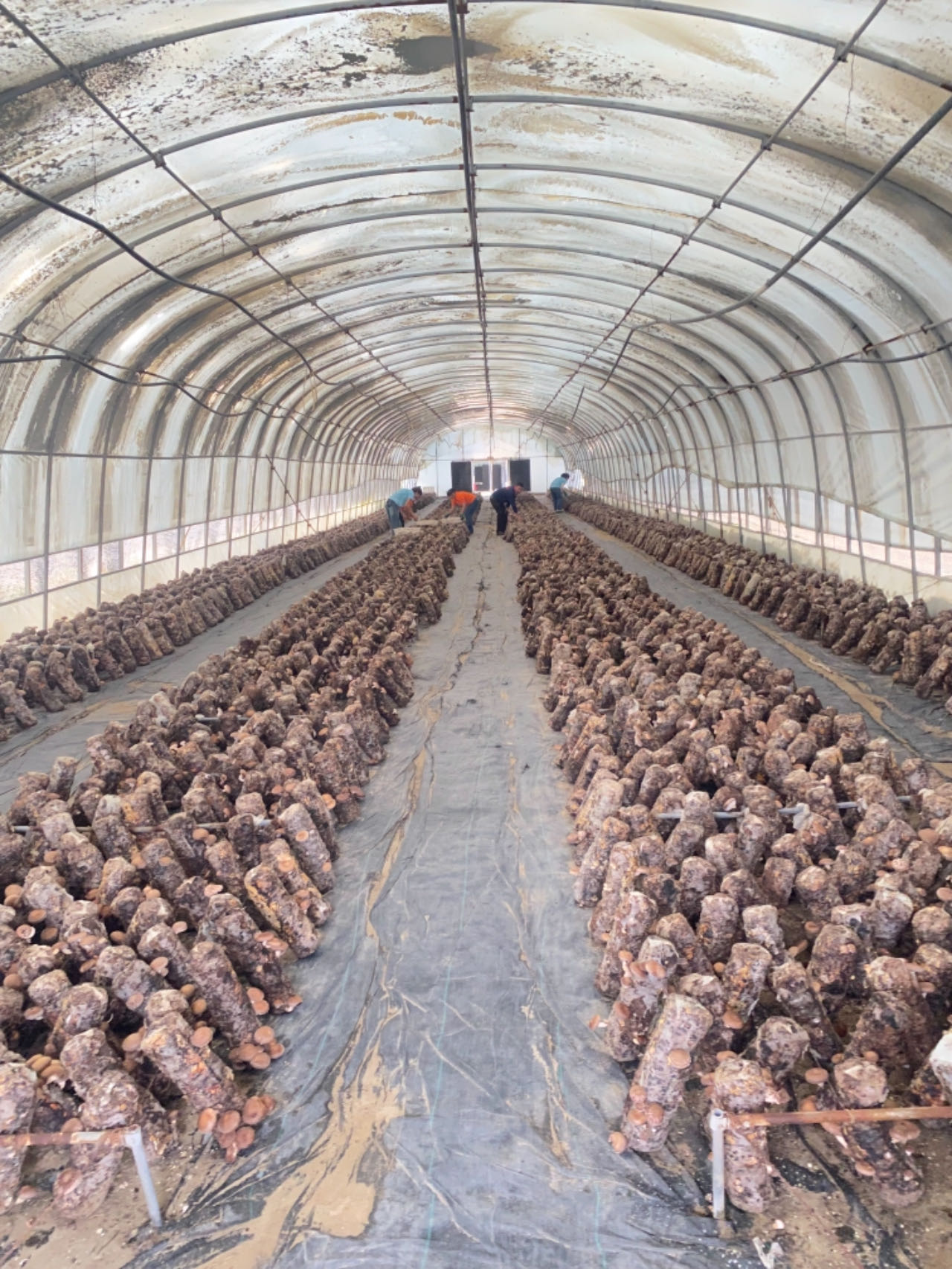 新疆和田市昆仑生物科技有限公司的香菇种植大棚68科技日报记者