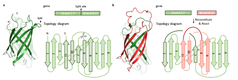 （来源：Nature Communications）