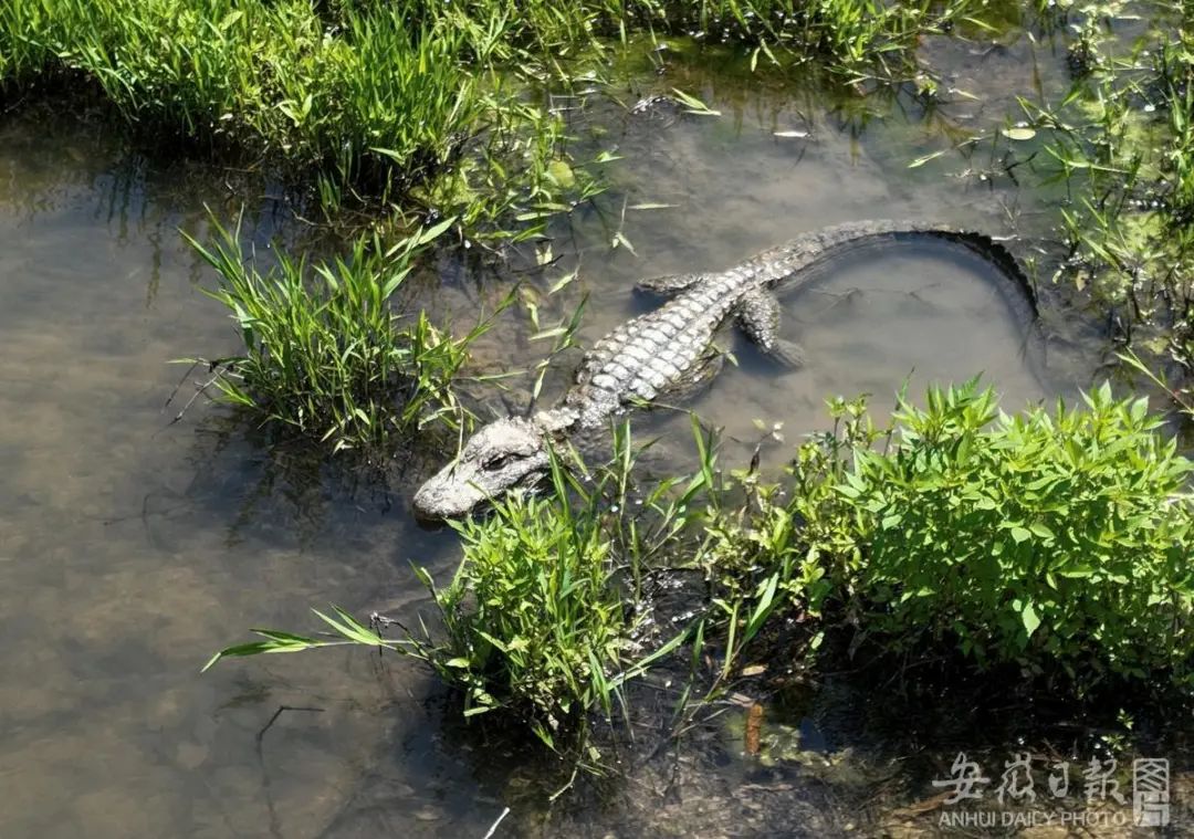 在泾县安徽扬子鳄国家级自然保护区核心区中桥片区,野外生存的扬子鳄