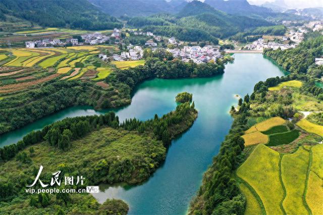 时下,贵州省铜仁市玉屏侗族自治县种植的水稻陆续成熟,乡村金黄色的