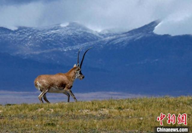 李林 摄图为国家二级保护动物藏原羚.