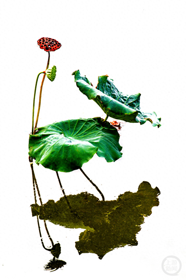 《秋荷图》组照一 邓元良 摄