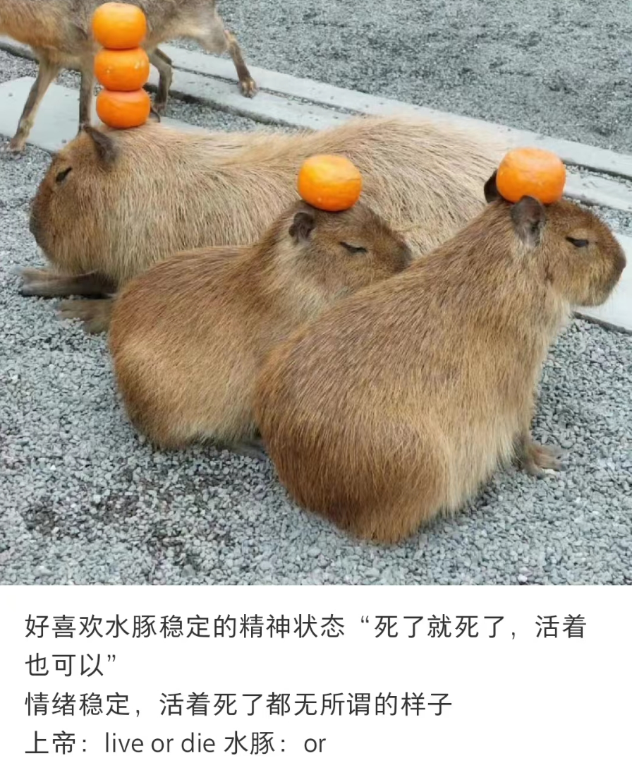 今年最可爱顶流,被00后拿来阴阳怪气|表情包_新浪财经_新浪网