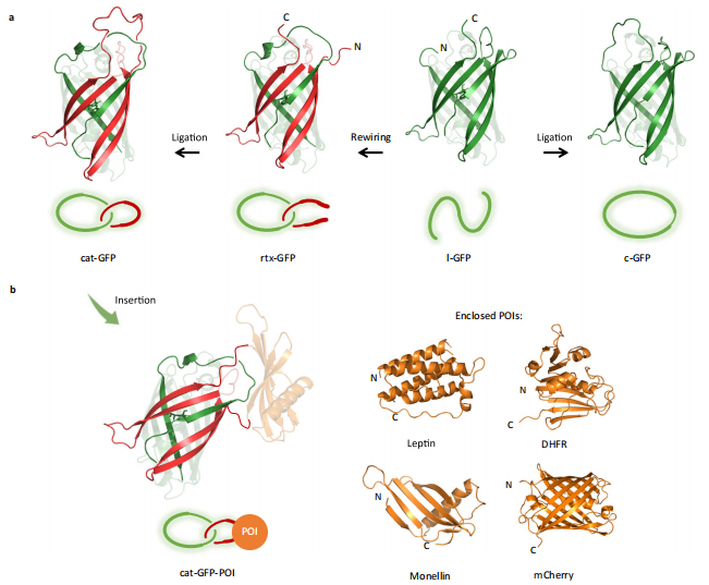 （来源：Nature Communications）
