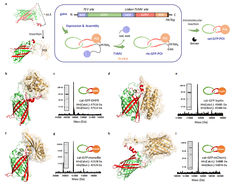 （来源：Nature Communications）
